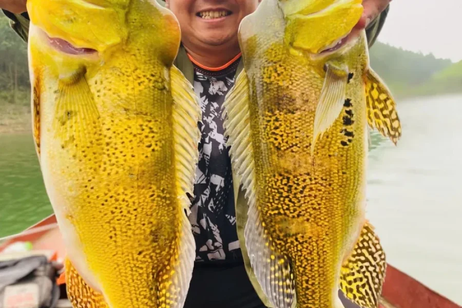 Thac Ba Lake Peacock Bass Fishing Tour