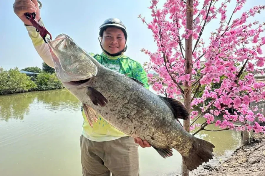 Hunt Seabass & Giant Trevally (GT) up to kg – Days Adventure ()