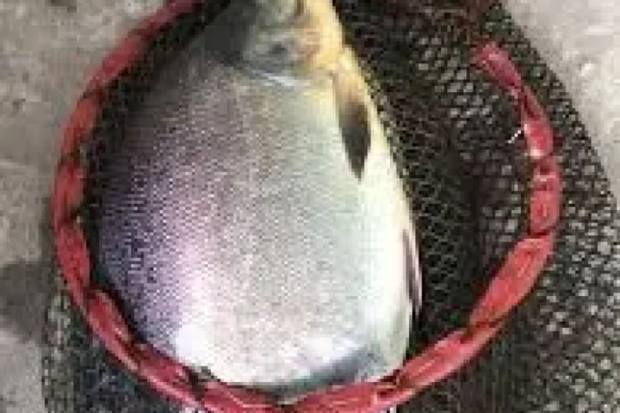 Pacu Fishing Tour Near Hanoi