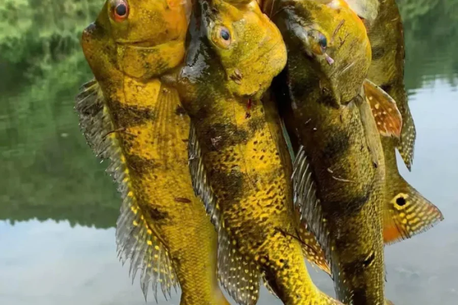 Peacock Bass Fishing ()