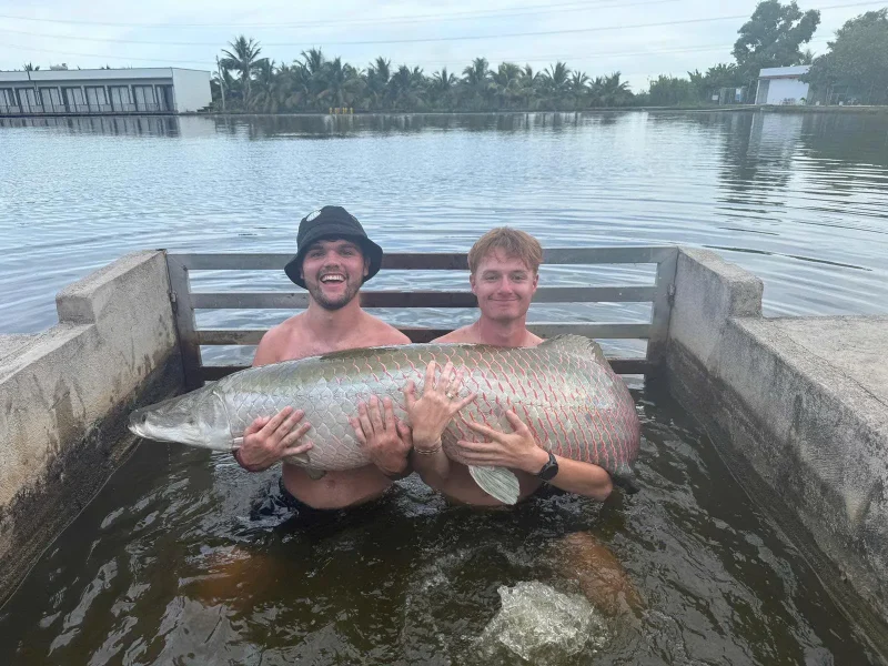Siamese Carp & Arapaima & Alligator Gar